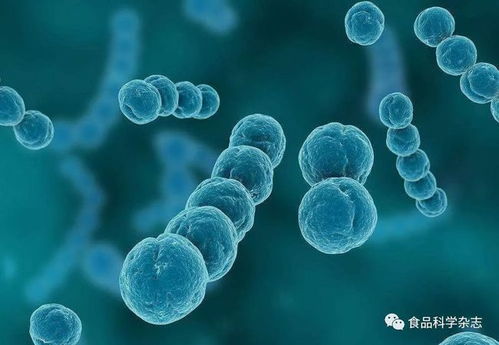 基于細(xì)胞膜損傷的蔗糖月桂酸酯對(duì)金黃色葡萄球菌的作用機(jī)制