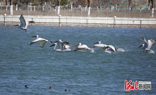 珍稀野生動物頻現 河北打造更多更美 鳥類天堂