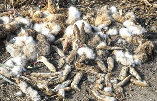 河北保定白洋淀路邊黑市兜售野生保護動物