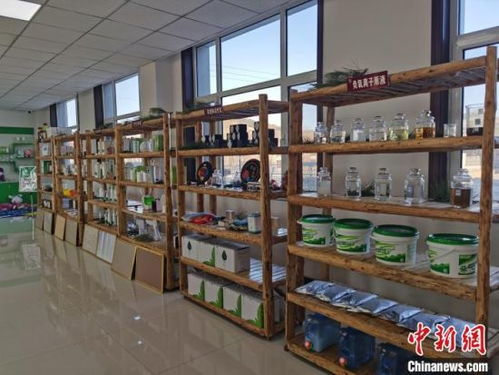 河北承德 小松針也能做成大健康產業